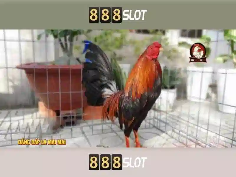 💎cai tao nha hieu qua💎